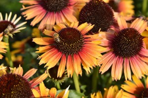 Jeżówka Echinacea Pearl™ Parrot