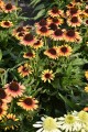 pearlparrot_echinacea-hybrida_75997_2.jpg