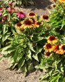 pearlparrot_echinacea-hybrida_75997_3.jpg
