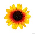 pearlparrot_echinacea-hybrida_75997_4.jpg