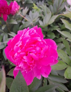 Piwonia chińska Paeonia lactiflora PATIO London