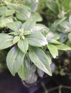 Runianka japońska Pachysandra terminalis Green Carpet