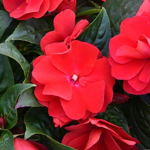 Niecierpek Impatiens New-Guinea Wild Romance Red