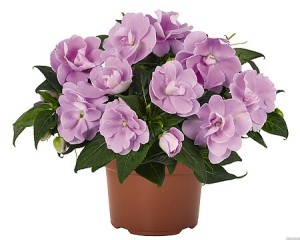 Niecierpek Impatiens New-Guinea Wild Romance Lavender