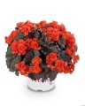 solenia-chocolate-orange_begonia-elatior_61897_1.jpg