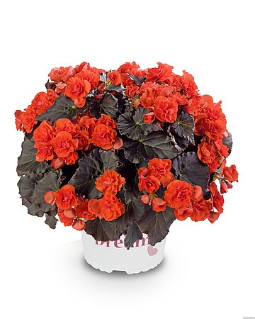 solenia-chocolate-orange_begonia-elatior_61897_1.jpg