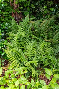 Paproć ogrodowa Dryopteris filix-mas nerecznica samcza