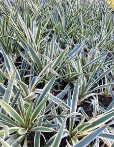 Yucca Juka Ivory Towers