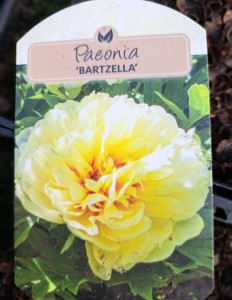 Piwonia Paeonia ITOH Bartzella żółta 