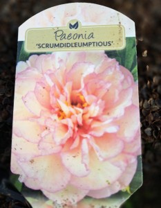 Piwonia Paeonia ITOH Scrumdidleumptious