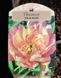 Piwonia Paeonia ITOH Julia Rose