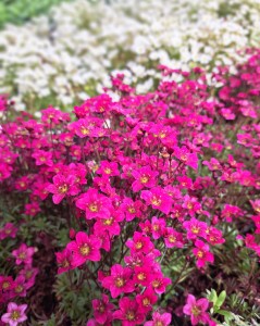Skalnica Arendsa Saxifraga Alpino Early™ Carnival 