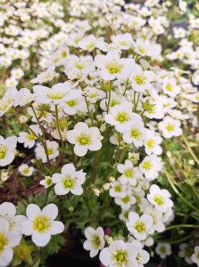 Skalnica Arendsa Saxifraga Alpino Early™ Lime