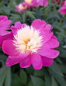 Piwonia chińska Paeonia lactiflora Bowl of Beauty