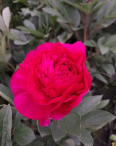 Piwonia chińska Paeonia lactiflora Madame Gaudichau bordowa