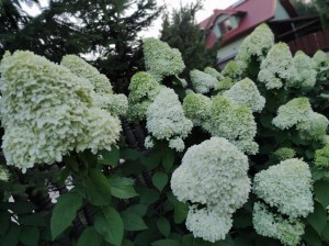 Hortensja bukietowa Phantom Hydrangea paniculata 10L