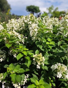 Hortensja bukietowa Hydrangea paniculata Levana