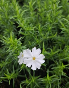 Floks Płomyk szydlasty  Phlox subulata Snowflake