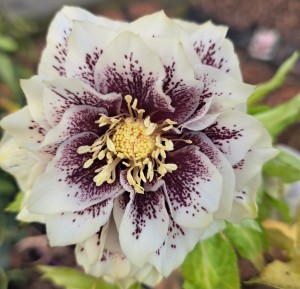 Ciemiernik wschodni Helleborus orientalis Double Ellen Spotted White 