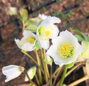 Ciemiernik biały Helleborus Niger Praecox