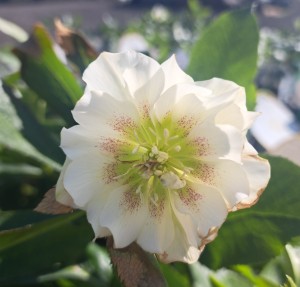 Ciemiernik wschodni Helleborus orientalis Double Ellen White