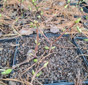 Hortensja pnąca Hydrangea Petiolaris biała