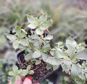 Runianka japońska Pachysandra terminalis Variegata