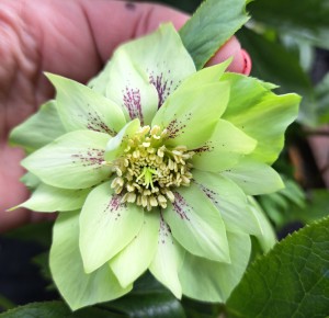 Ciemiernik wschodni Helleborus orientalis Double Ellen Green