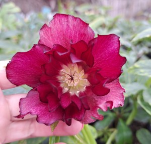 Ciemiernik wschodni Helleborus orientalis Double Ellen Flash