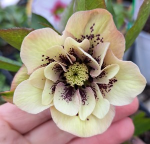 Ciemiernik wschodni Helleborus orientalis Double Ellen Spotted Yellow