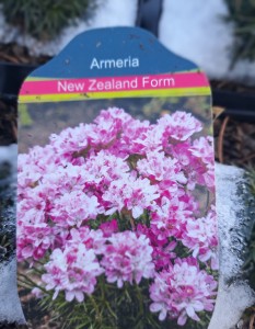 Zawciąg nadmorski Armeria maritima New Zealand Form