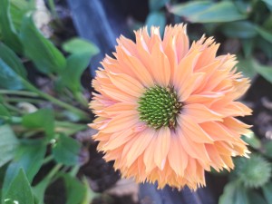 Jeżówka Echinacea SunSeekers Pumpkin Pie