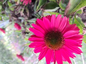 Jeżówka Echinacea SunSeekers Sweet Fuchsia