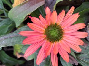 Jeżówka Echinacea SunSeekers Coral