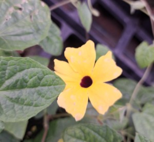 Tunbergia Thunbergia Yellow