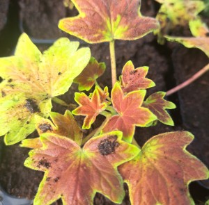 Pelargonia rabatowa Pelargonium Vancouver Centennial