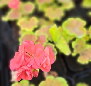 Pelargonia rabatowa Caramel Red Pelargonium