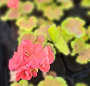 Pelargonia rabatowa Pelargonium zonale Occold Shield