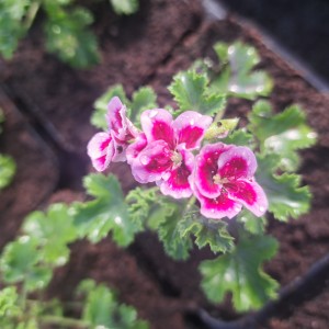 Pelargonia anielska Pelargonium Angel's Eyes Angeleyes Randy