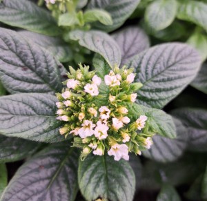 Heliotrop Heliotropium Laguna White