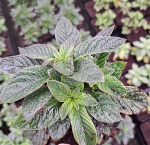 Heliotrop Heliotropium Laguna Blue