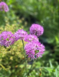 Czosnek Carolinianum Allium