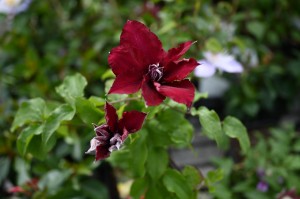 Clematis Boulevard® Nubia™