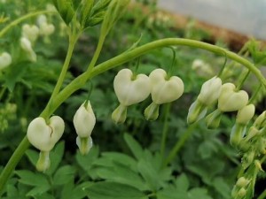 Serduszka okazałe Dicentra spectabilis White Gold