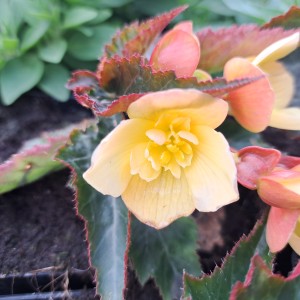 Begonia zwisająca Belissa Yellow