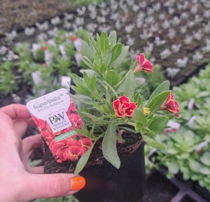 Calibrachoa Superbells® Double Redstone™