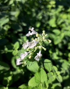 Kocimiętka Nepeta Faassena Alba biała