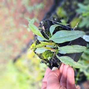 Jeżówka Echinacea SunSeekers Mango Sunrise