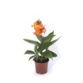 canna_cannova_orange_shades.jpg