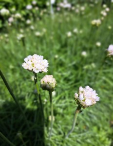 Zawciąg nadmorski Armeria maritima Alba 0,8L